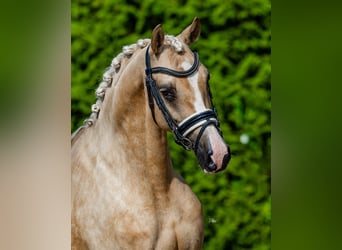 NRPS, Jument, 4 Ans, 150 cm, Palomino