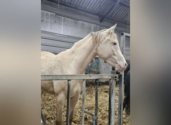 NRPS, Jument, 4 Ans, 157 cm, Champagne