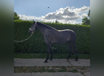 NRPS, Jument, 4 Ans, 164 cm, Gris noir