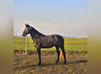 NRPS, Jument, 4 Ans, 164 cm, Gris noir