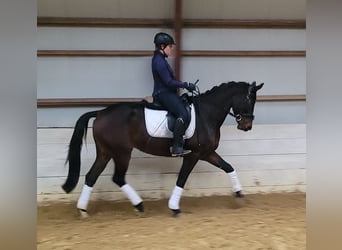 NRPS, Jument, 4 Ans, 165 cm, Bai brun