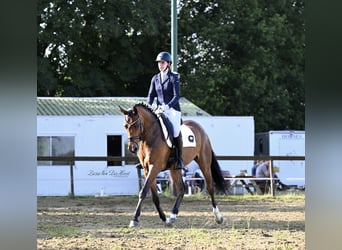 NRPS, Jument, 4 Ans, 168 cm