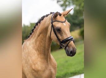 NRPS, Jument, 4 Ans, 173 cm, Buckskin