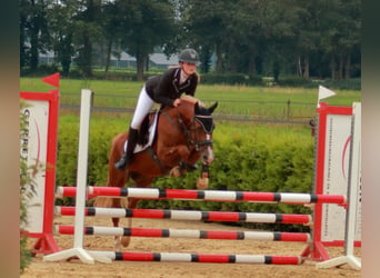 NRPS, Jument, 5 Ans, 145 cm, Alezan