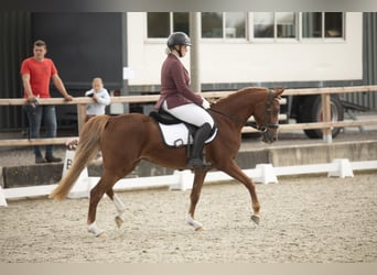 NRPS, Jument, 5 Ans, 145 cm, Alezan