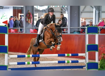 NRPS, Jument, 5 Ans, 145 cm, Alezan