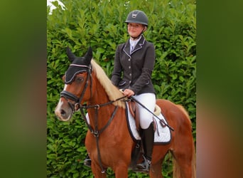 NRPS, Jument, 5 Ans, 145 cm, Alezan