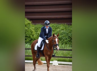 NRPS, Jument, 5 Ans, 145 cm, Alezan