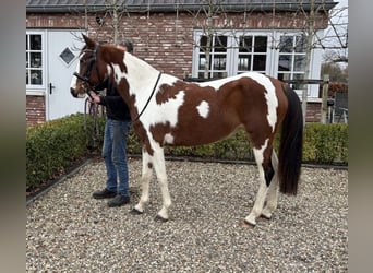 NRPS, Jument, 5 Ans, 147 cm, Pinto