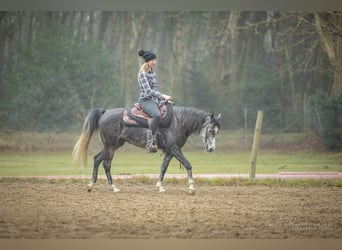 NRPS, Jument, 5 Ans, 150 cm, Gris noir