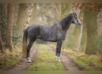 NRPS, Jument, 5 Ans, 150 cm, Gris noir