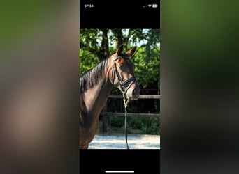 NRPS, Jument, 5 Ans, 165 cm, Bai brun