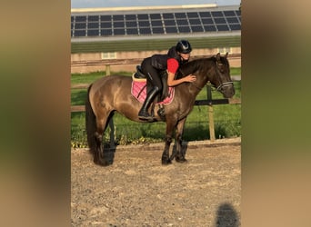 NRPS, Jument, 6 Ans, 142 cm, Bai brun