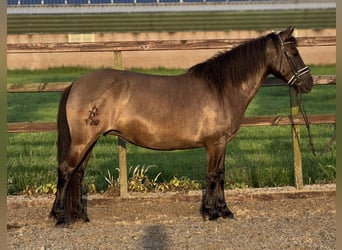 NRPS, Jument, 6 Ans, 142 cm, Bai brun