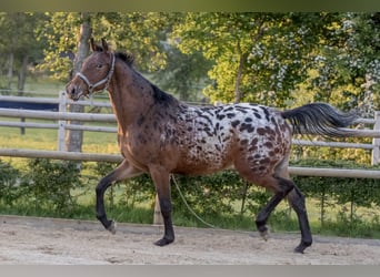 NRPS, Jument, 6 Ans, 164 cm, Léopard