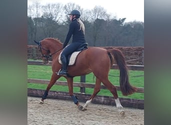 NRPS, Jument, 7 Ans, 155 cm, Alezan