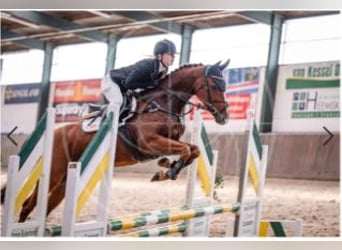 NRPS, Jument, 7 Ans, 155 cm, Alezan