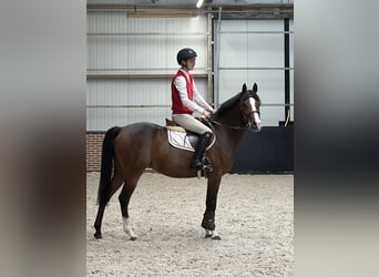 NRPS Croisé, Jument, 8 Ans, 145 cm, Bai brun