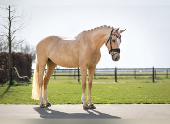 NRPS, Jument, 8 Ans, 147 cm, Palomino
