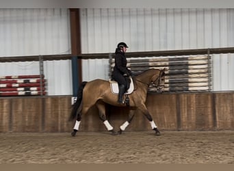 NRPS, Jument, 8 Ans, 165 cm, Buckskin