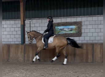 NRPS, Jument, 8 Ans, 165 cm, Buckskin