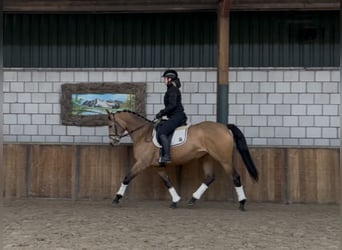 NRPS, Jument, 8 Ans, 165 cm, Buckskin