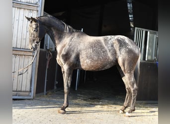NRPS, Jument, 8 Ans, 165 cm, Léopard
