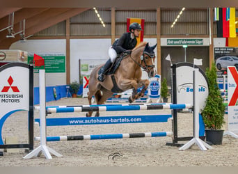 NRPS, Jument, 9 Ans, 147 cm, Alezan