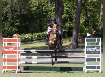 NRPS, Jument, 9 Ans, 147 cm, Alezan