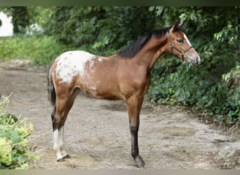 NRPS, Jument, Poulain (03/2024), 147 cm, Léopard