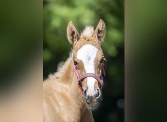 NRPS, Jument, , 147 cm, Palomino