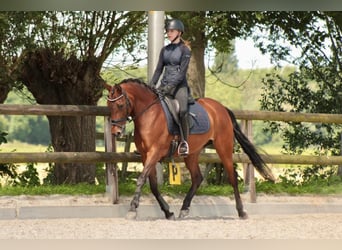 NRPS, Mare, 10 years, 14.1 hh, Brown