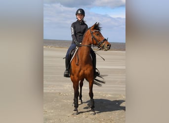 NRPS, Mare, 10 years, 14.1 hh, Brown