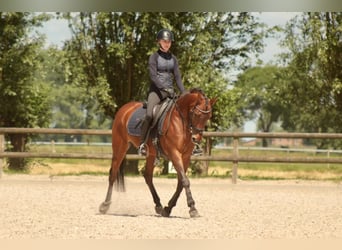 NRPS, Mare, 10 years, 14.1 hh, Brown