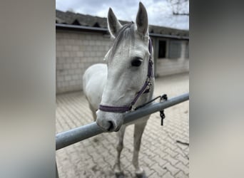 NRPS, Mare, 10 years, 14.1 hh, Grey