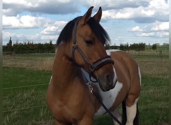 NRPS, Mare, 10 years, 15 hh, Pinto
