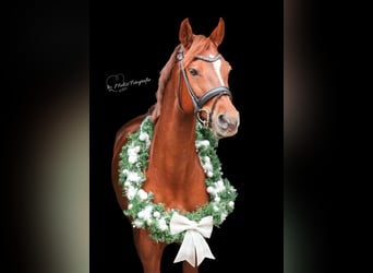 NRPS, Mare, 10 years, 15 hh