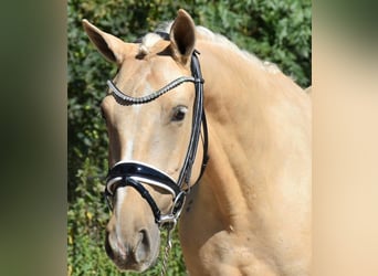 NRPS, Mare, 10 years, 15,2 hh, Palomino