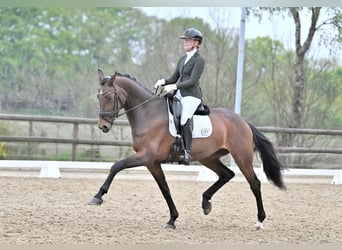 NRPS, Mare, 10 years, 16.3 hh, Brown