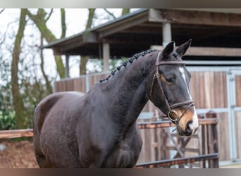 NRPS, Mare, 10 years, 16,1 hh