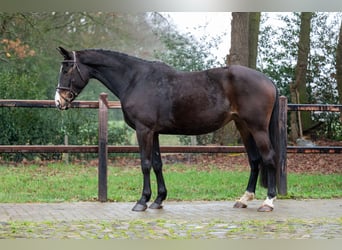 NRPS, Mare, 10 years, 16,1 hh