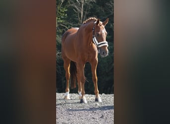 NRPS, Mare, 11 years, 13,2 hh, Chestnut