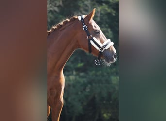 NRPS, Mare, 11 years, 13,2 hh, Chestnut