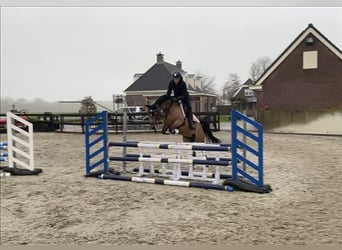 NRPS, Mare, 11 years, 14.1 hh, Brown