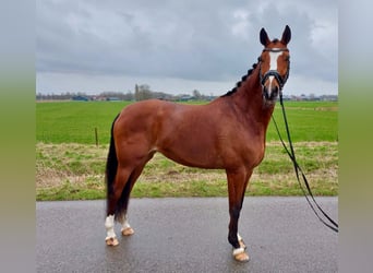 NRPS, Mare, 11 years, 16 hh, Brown