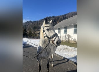 NRPS, Mare, 12 years, 14,1 hh, Grey-Dapple