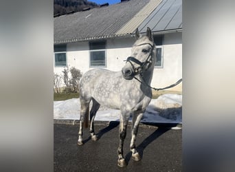 NRPS, Mare, 12 years, 14,1 hh, Grey-Dapple