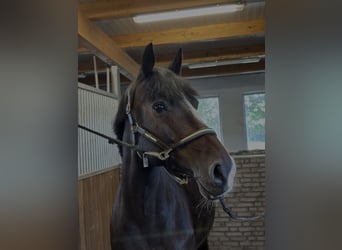 NRPS, Mare, 12 years, 15.2 hh, Bay-Dark