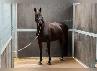 NRPS, Mare, 12 years, 15,2 hh, Brown