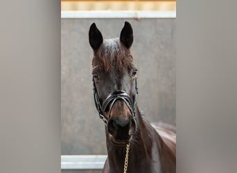 NRPS, Mare, 12 years, 15,2 hh, Brown